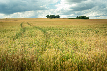 A huge wheat field with trees on the horizon and a cloudy sky, Staw, eastern Poland