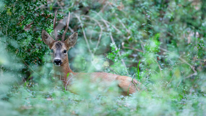 Portrait of lying roe deer buck among the vegetation in an undergrowth. Capreolus capreolus, Ruscus aculeatus, Touraine, Indre et Loire 37, région Centre Val de Loire, France, European Union, Europe
