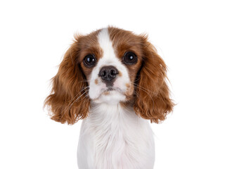 Head shot of cute brown and white Cabalier King Charles Spaniel dog puppy. Looking attentive towards camera. Isolated on a white background.