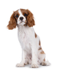 Cute brown and white Cabalier King Charles Spaniel dog puppy, sitting up facing front. Looking attentive towards camera. Isolated on a white background.