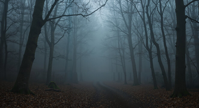 Dense foggy forest pathway with bare trees during autumn   - Powered by Adobe