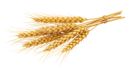 Isolated bundles of golden wheat