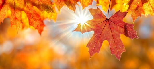 Fototapeta premium Stunning Autumn Landscape with Vibrant Maple Leaves Illuminated by Sunlight, Nature s Beauty