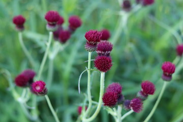 Crimson thistle or cirsium rivulare flowers