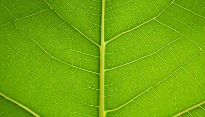 Close-Up of Vibrant Green Leaf with Intricate Vein Patterns