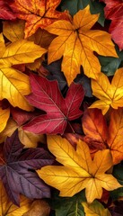 Vibrant Autumn Landscape Featuring Colorful Maple Leaves Showcasing the Beauty of Fall Nature.