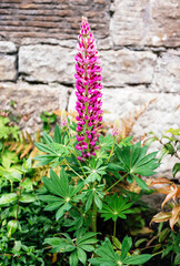 Pink Lupin Flower Growing by Stone Wall