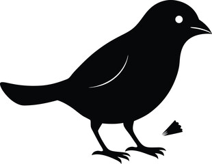 vector illustration of a Black Cowbird