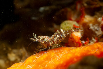 Shrimp crawling on the sea bottom, Eualus sp. Sardinia Mediteranean sea, Alghero.