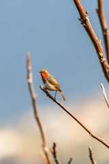 Erithacus rubecula pertenece a la familia de Muscicapidae.
