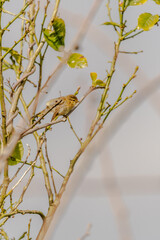 Phylloscopus collybita pertenece a la familia de Phylloscopidae.
