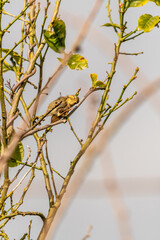 Phylloscopus collybita pertenece a la familia de Phylloscopidae.