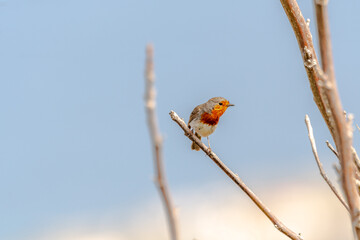 Erithacus rubecula pertenece a la familia de Muscicapidae. © CarlosHerreros