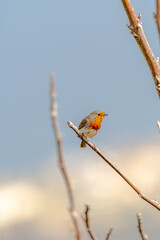 Erithacus rubecula pertenece a la familia de Muscicapidae.