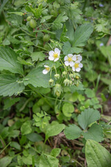 Strawberries with white flowers and young green berries against the background of a gooseberry bush with green berries, on a blurred background there may be text below