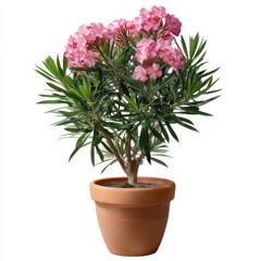 Oleander plant with pink flowers in pot isolated on white background