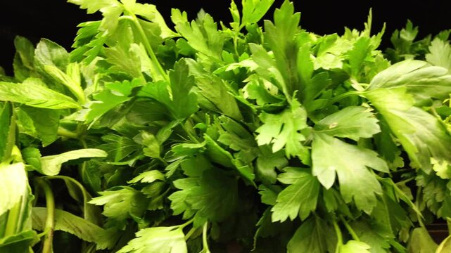 Pan shot of parsley or garden parsley with a black background, close up shot