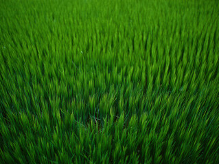 Obraz premium Lush Green Grass Field Texture, Vibrant Natural Background