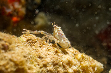 small squat lobster Galathea intermedia Alghero mediterranean sea, Sardinia Italy