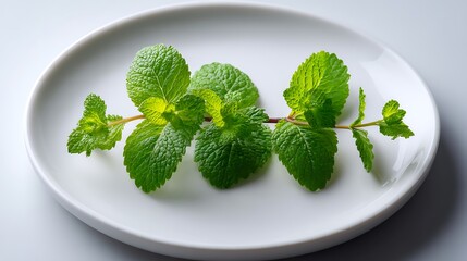 Fresh Mint Leaves on a White Plate