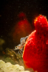 Shrimp crawling on the sea bottom, Eualus sp. Sardinia Mediteranean sea, Alghero.