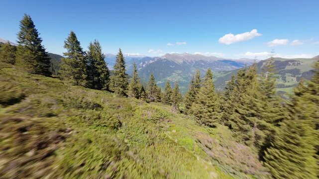 Peaceful aerial fly-through of Swiss pine forest near Brambr&uuml;esch in the Alps