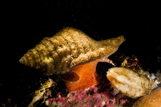 Monoplex aka Cymatium corrugatus is a species of predatory sea snail, a marine gastropod mollusk in the family Cymatiidae.. Mediterranean sea, Sardinia, Italy