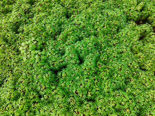 Aerial view of the expanse of fertile and dense cassava plantations as raw material for flour in...