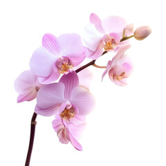Obraz premium Orchid Blossom PNG Isolated on Transparent Background.