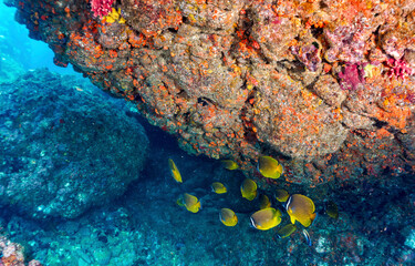 Underwater coral reef with fish