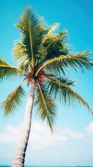 Coconut tree outdoors nature summer.