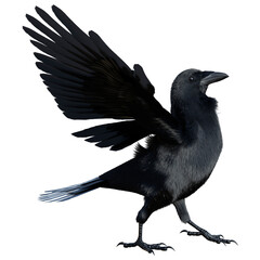 Fototapeta premium 3D Rendering Black Crow on White