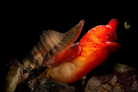Monoplex aka Cymayium corrugatus is a species of predatory sea snail, a marine gastropod mollusk in the family Cymatiidae.. Mediterranean sea, Sardinia, Italy
