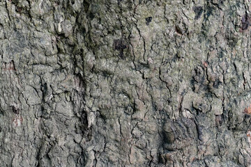 Cracked and rough texture of wild wood