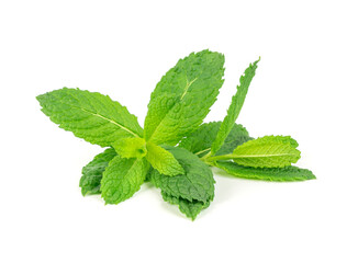 Mint twigs isolated. Peppermint sprig, fresh mentha stem, green spearmint branch with leaves