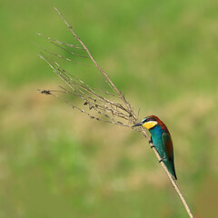 Colorful bird European bee-eater on the branch
