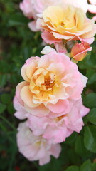 yellow roses in garden
