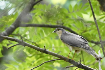 Obraz premium 枝に止まるハイタカ