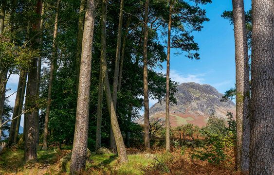 pine trees in the forest