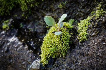 Fresh moss on wet rock