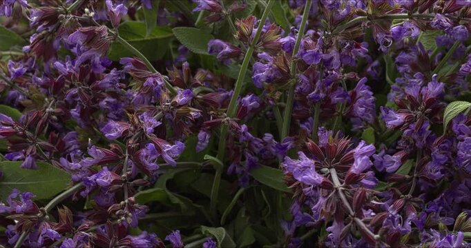 Freshly harvested common sage  (Salvia officinalis) flowers in studio. Close-up view. Table spin. 