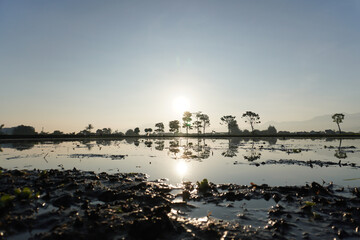 Morning view of a flooded rice field with young green shoots reflecting the sunrise