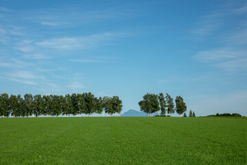 Field with rows of white birch trees