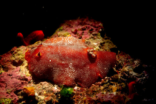 Redbrown leathery doris or redbrown nudibranch (Platydoris argo) undersea, mediterranean sea, Alghero, Sardinia, Italy.