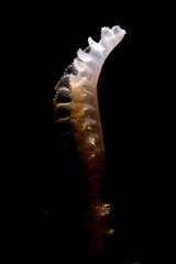 Sea pen (Pennatula phosphorea) on sandy sea bottom, is a colonial soft coral. Sardinia, Italy....