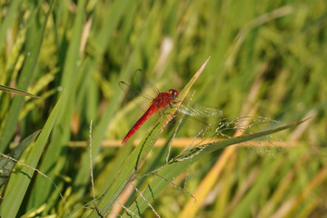 Red dragonfly perching on rice grass