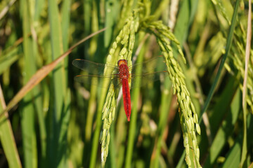 Red-veinded darter perching on rice grains