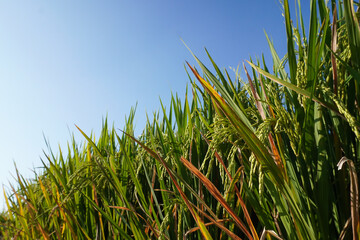Healthy rice field for sustainable food