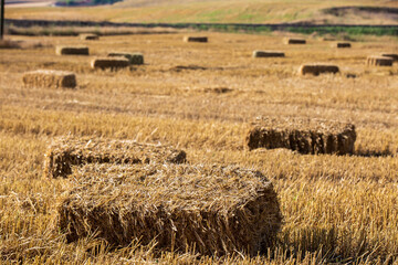 straw bales in a wheat field in summer