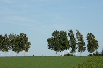 Row of birch trees in a field